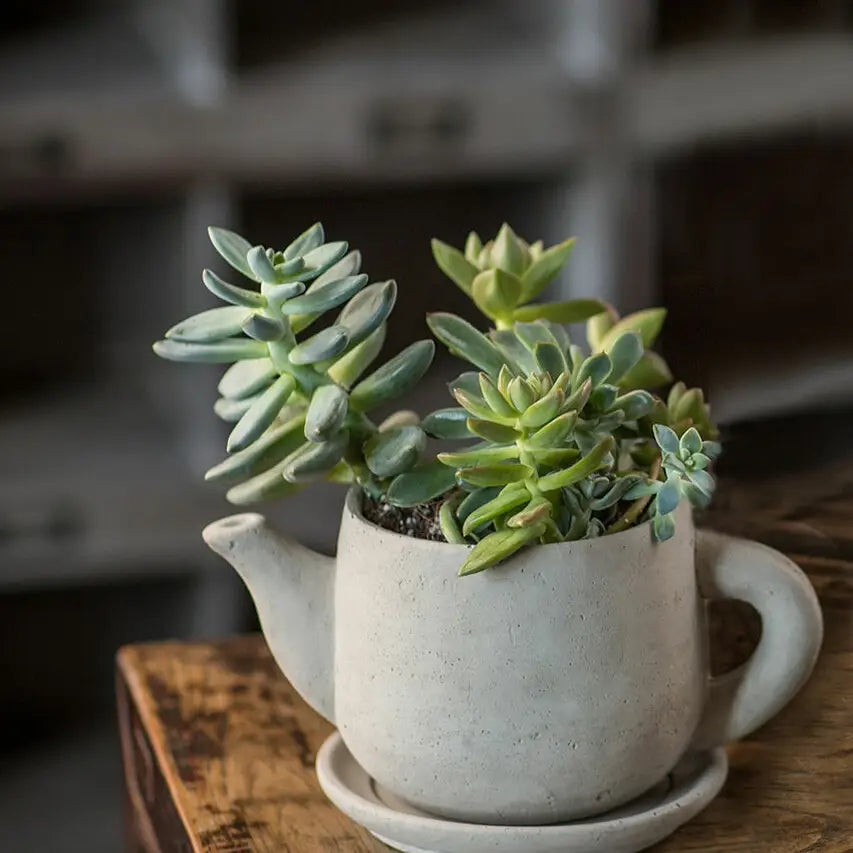 Concrete "Teapot" Planter