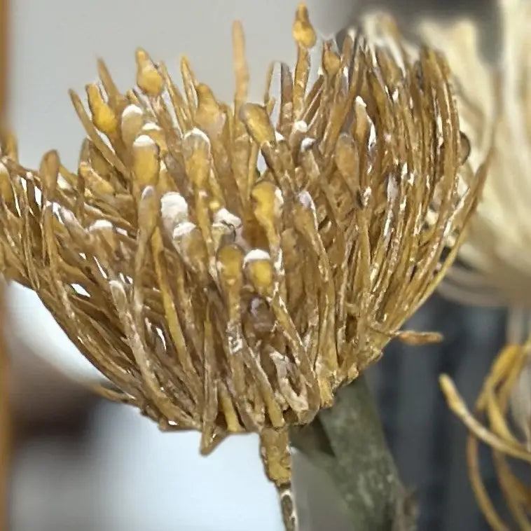 Artificial Pincushion Protea Arrangement